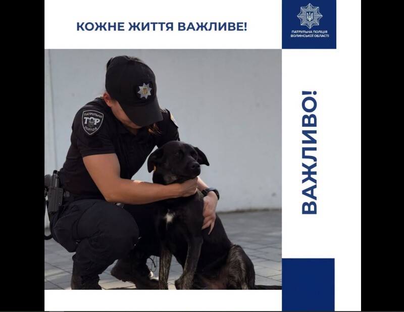 У спеку навіть миска води може врятувати життя!