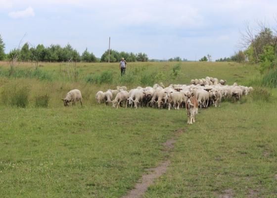 В господарстві налічується 300 голів овець.