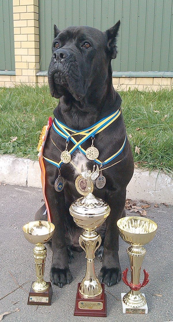 Урса має багато кубків і медалей та звання найкращої собаки Луцька 2012 і 2013 років.