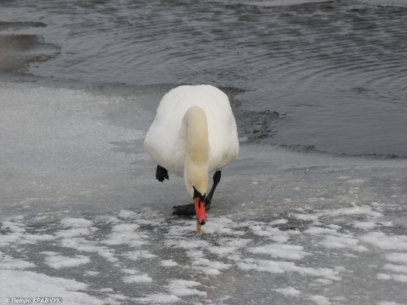 На льоду у величезних птахів… мерзнули ноги.