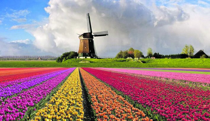Тюльпани у Голландії цвітуть не лише на клумбах – ними в країні зайнято 11 000 гектарів.