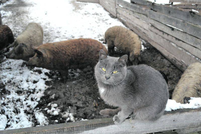Кіт Томаш приходить у гості до угорських свиней.