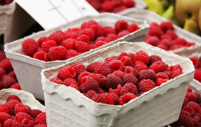 Для успішного розвитку всього господарства важливо, аби плантації були розміщені на відстані не більш як 15 кілометрів одна від одної.