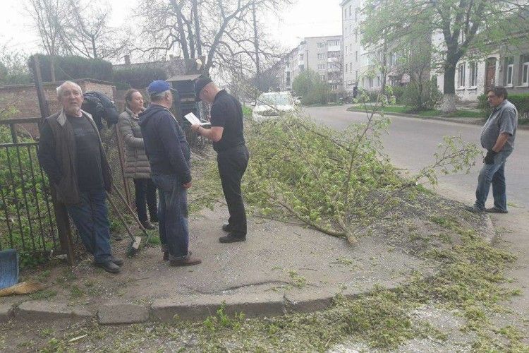 У Луцьку невідомі кронували дерева без відповідних дозволів